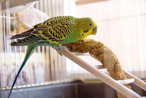 Futtermittelhandel Sachsen, Futtermittelhandel Sachsen-Anhalt, Tiernahrung, Wittenberg, Brandenburg, Mecklenburg, Wellensittichfutter, Hundefutter, Hasenfutter, Meerschweinschenfutter, Nagerfutter,