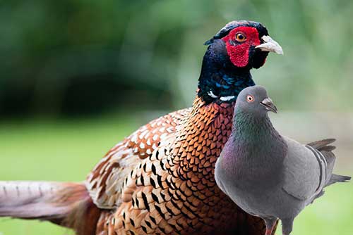 Futtermittelhandel Sachsen, Futtermittelhandel Sachsen-Anhalt, Tiernahrung, Wittenberg, Brandenburg, Mecklenburg, Wellensittichfutter, Hundefutter, Hasenfutter, Meerschweinschenfutter, Nagerfutter,