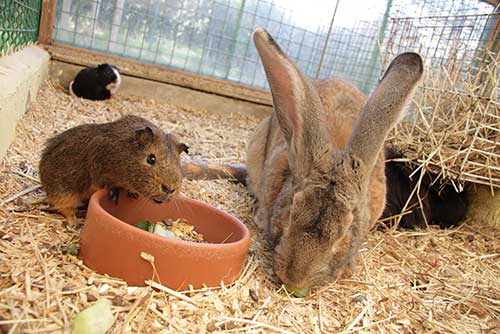 Futtermittelhandel Sachsen, Futtermittelhandel Sachsen-Anhalt, Tiernahrung, Wittenberg, Brandenburg, Mecklenburg, Wellensittichfutter, Hundefutter, Hasenfutter, Meerschweinschenfutter, Nagerfutter,